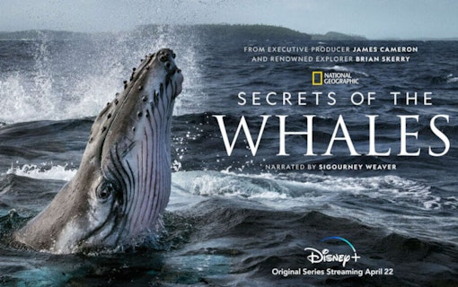 Secret of the Whales