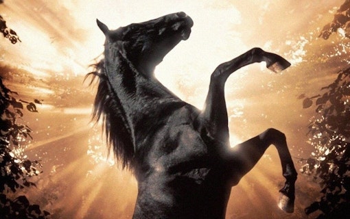11 bra filmer om hästar – tips på hästfilmer